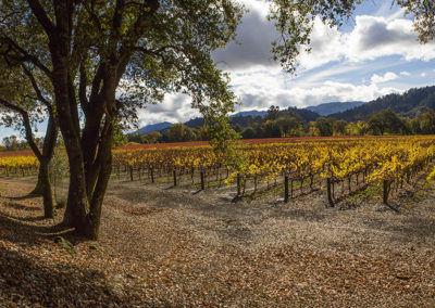 Vineyard view in fall colors