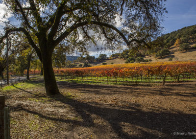 Colorful vineyards by majestic oaks