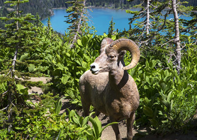 Rocky Mountain big horn sheep