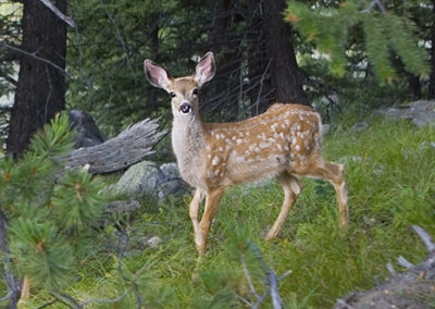 Young deer in forest undergrowth