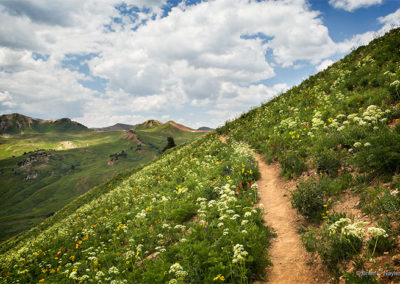 delicate flowers cling to verdant slopes