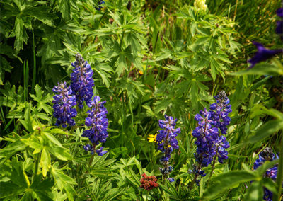 Wild flowers set against green hues