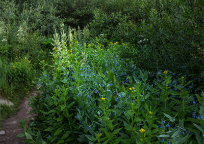 Wild flowers under soft morning light