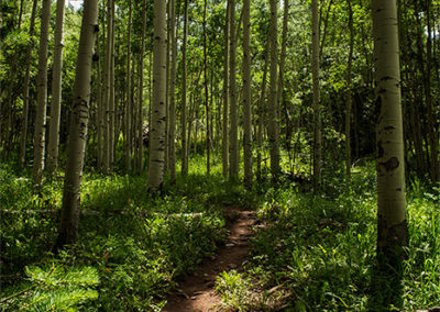 Trail weaves through aspen forest